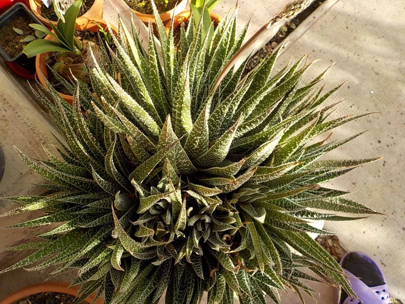  - aloe aristata