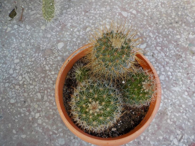  - mammillaria microhelia