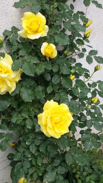 Rimosa - Gradina 2019