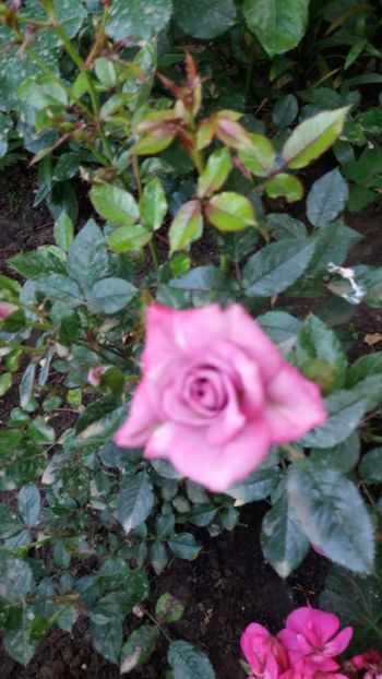 Dimov mini nr 9 - Gradina 2019