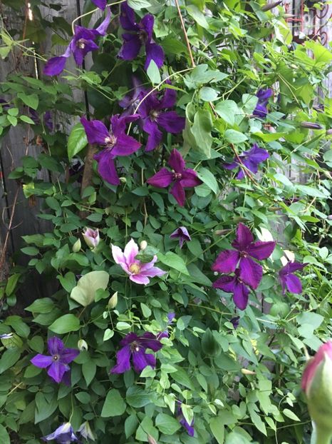 BFEBDD1F-7B5C-4D55-9D9B-51CB34FAD79F - Clematite 2019