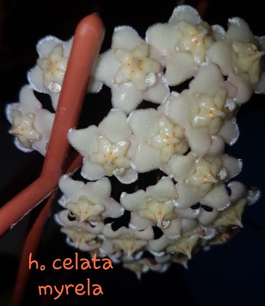  - Celata sau Hoya Pubicalyx White Dragon