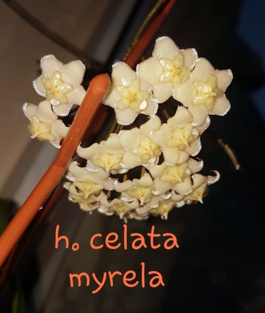  - Celata sau Hoya Pubicalyx White Dragon