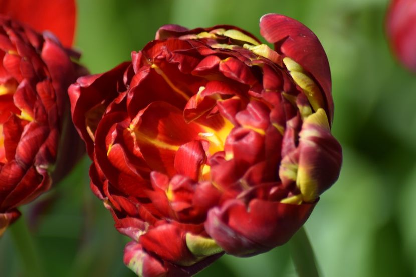  - Simfonia Lalelelor 2019