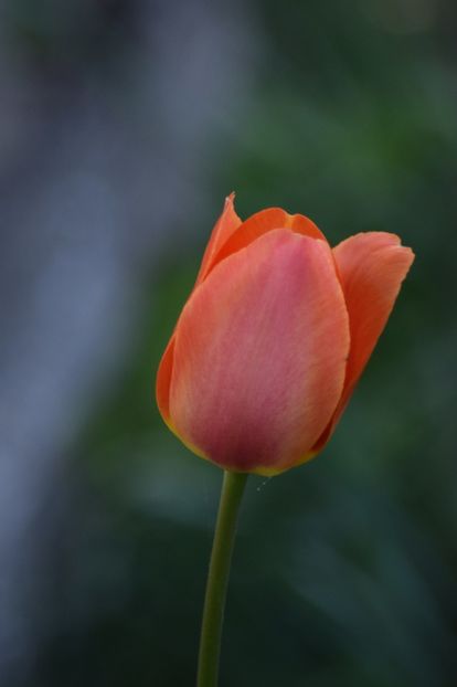  - Simfonia Lalelelor 2019