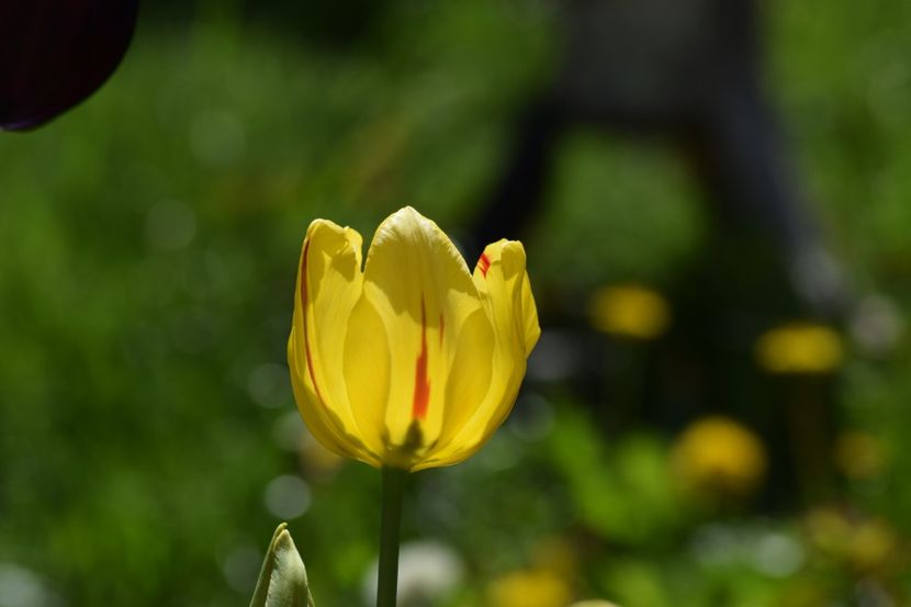  - Simfonia Lalelelor 2019