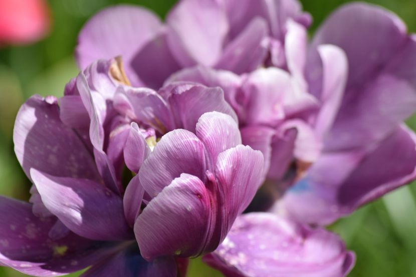  - Simfonia Lalelelor 2019