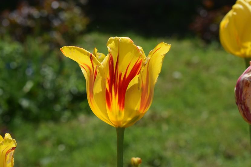  - Simfonia Lalelelor 2019