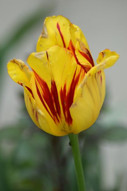  - Simfonia Lalelelor 2019