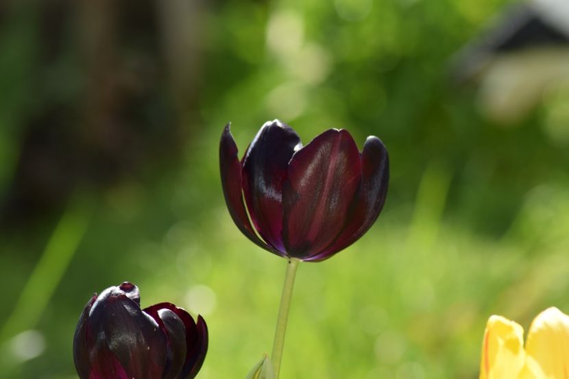  - Simfonia Lalelelor 2019