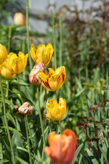  - Simfonia Lalelelor 2019