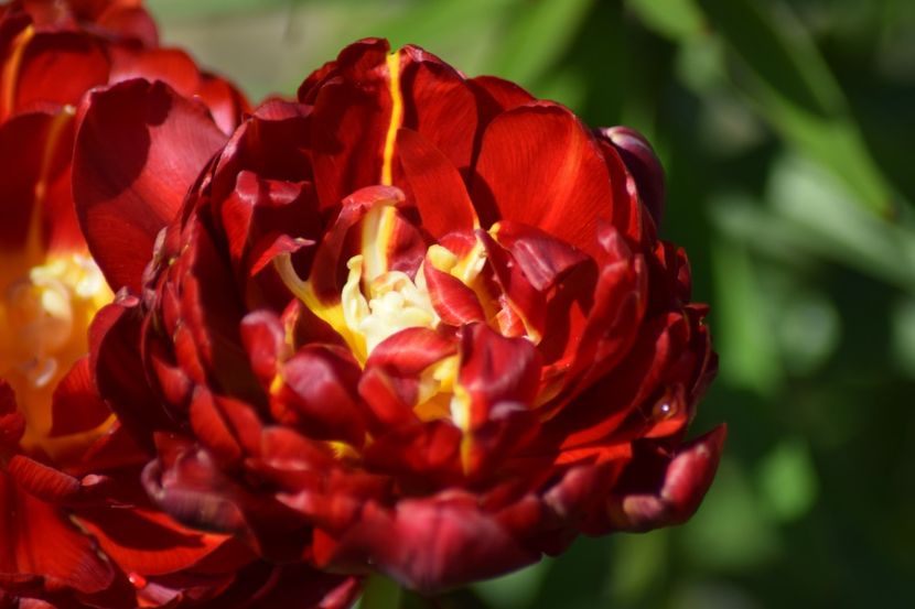  - Simfonia Lalelelor 2019