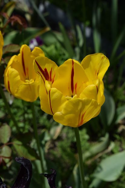  - Simfonia Lalelelor 2019