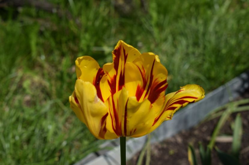  - Simfonia Lalelelor 2019