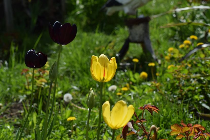  - Simfonia Lalelelor 2019