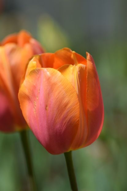  - Simfonia Lalelelor 2019