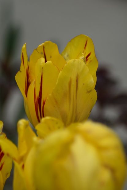  - Simfonia Lalelelor 2019