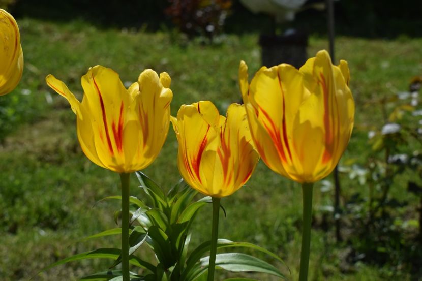  - Simfonia Lalelelor 2019