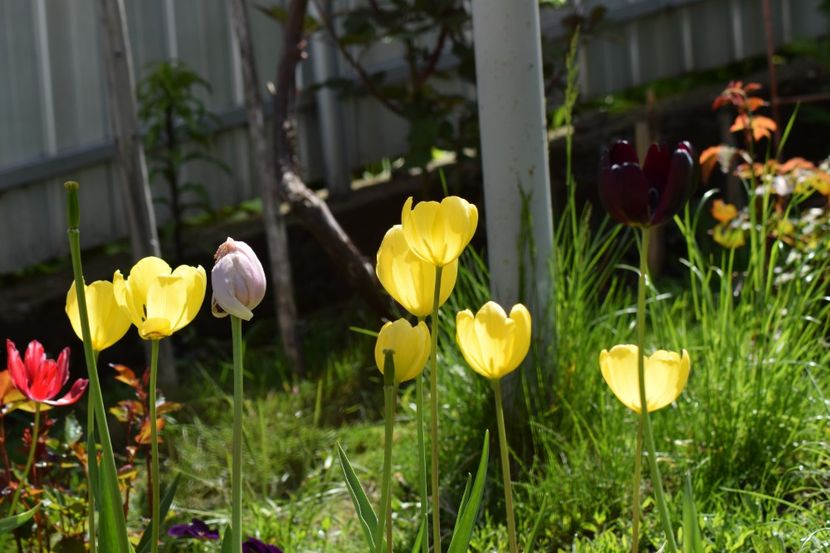  - Simfonia Lalelelor 2019