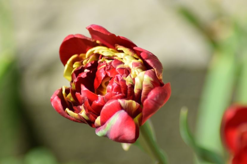  - Simfonia Lalelelor 2019