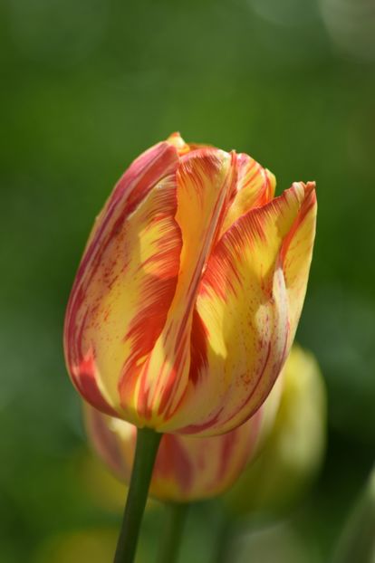  - Simfonia Lalelelor 2019