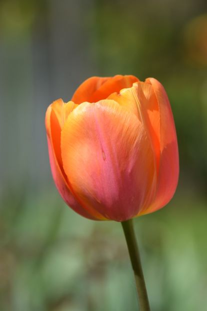  - Simfonia Lalelelor 2019