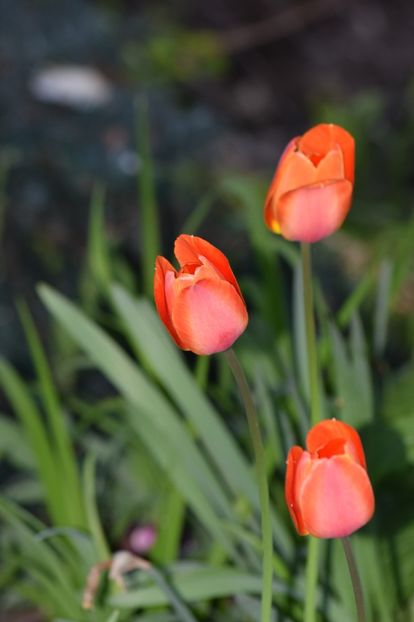  - Simfonia Lalelelor 2019