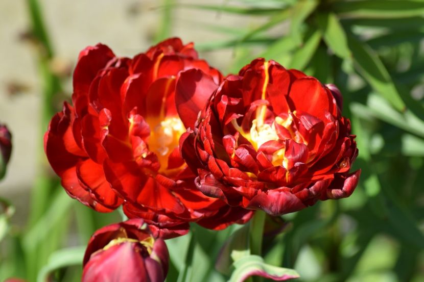  - Simfonia Lalelelor 2019