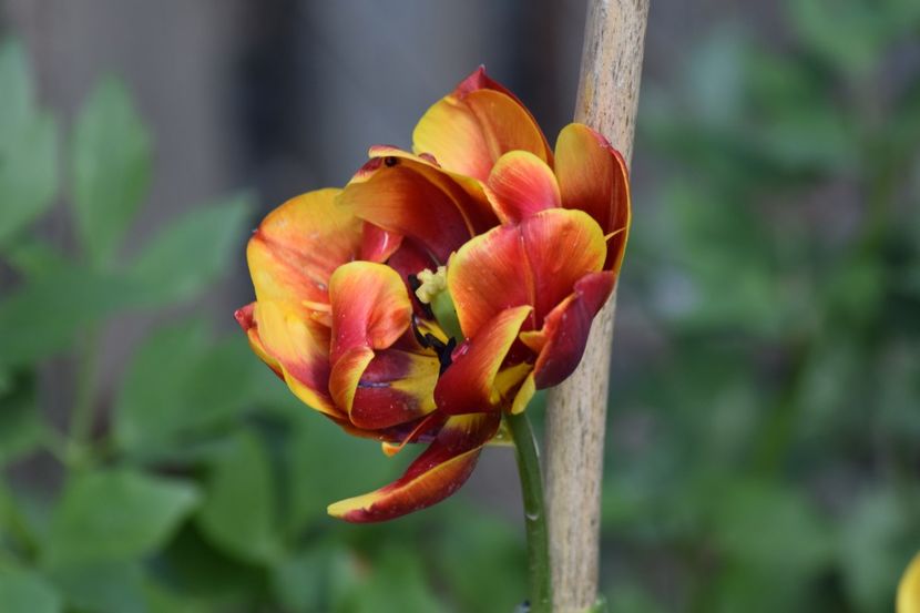  - Simfonia Lalelelor 2019