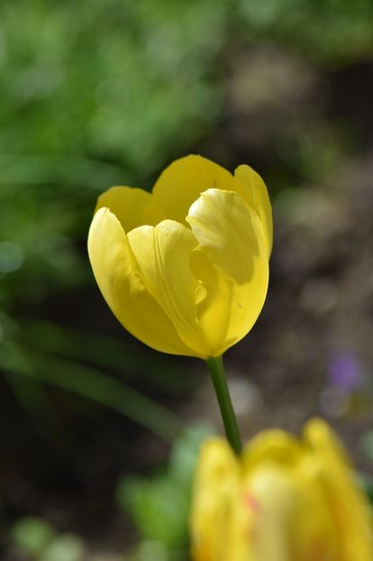  - Simfonia Lalelelor 2019