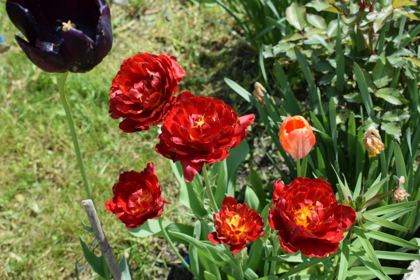  - Simfonia Lalelelor 2019