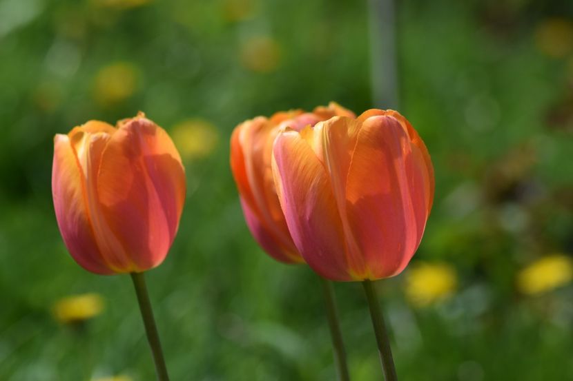  - Simfonia Lalelelor 2019