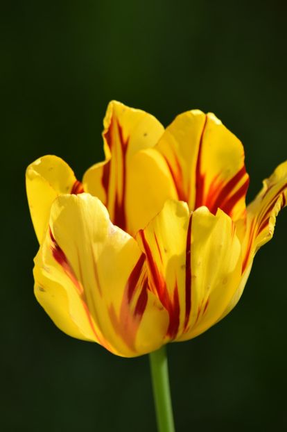  - Simfonia Lalelelor 2019