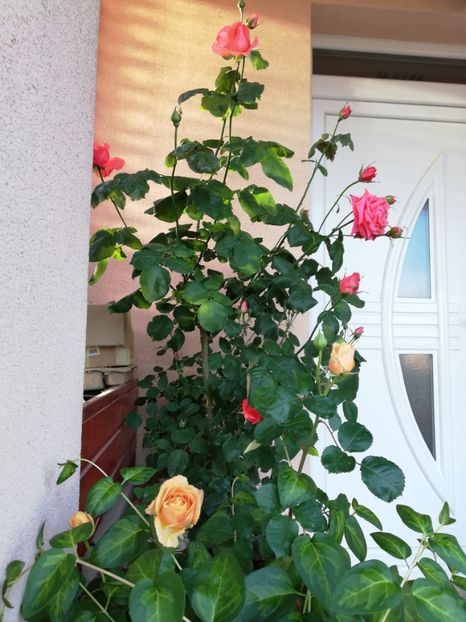 2019,mai - Dee dee Bridgewater