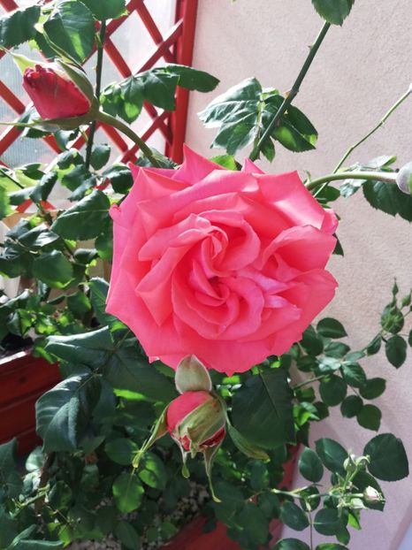  - Dee dee Bridgewater