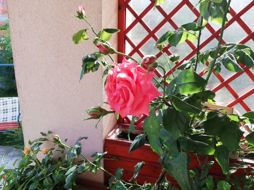  - Dee dee Bridgewater