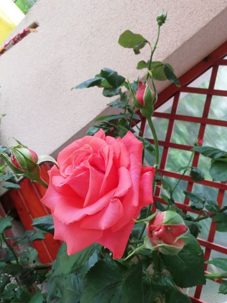  - Dee dee Bridgewater