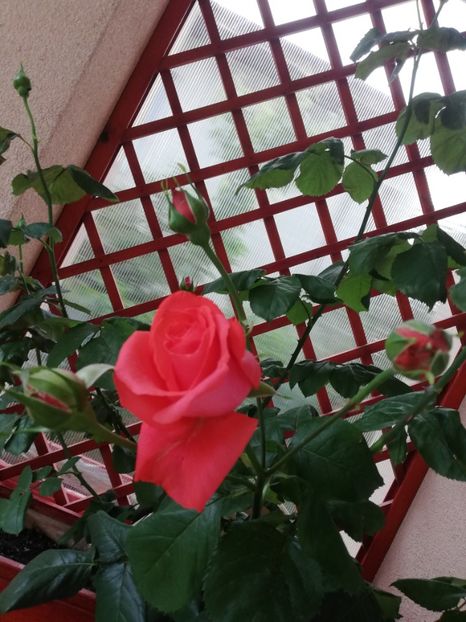  - Dee dee Bridgewater