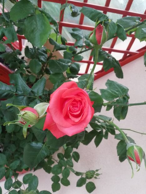  - Dee dee Bridgewater