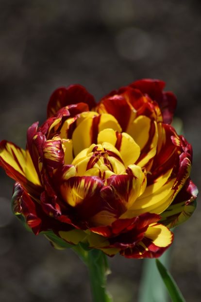  - Simfonia Lalelelor 2019