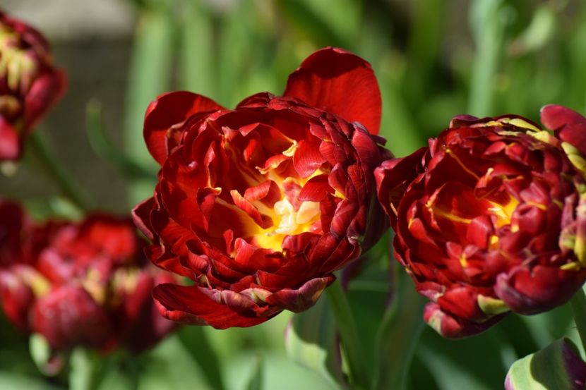  - Simfonia Lalelelor 2019