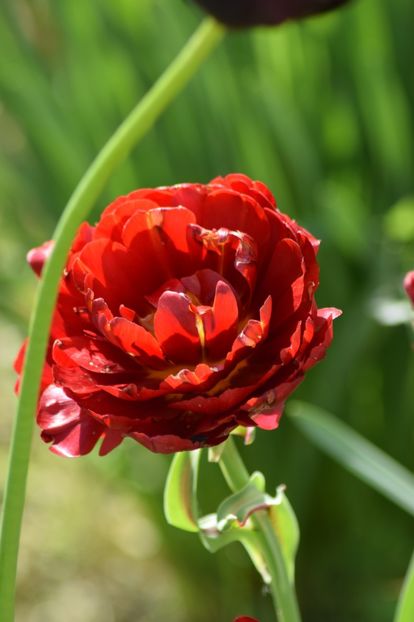  - Simfonia Lalelelor 2019