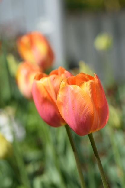  - Simfonia Lalelelor 2019