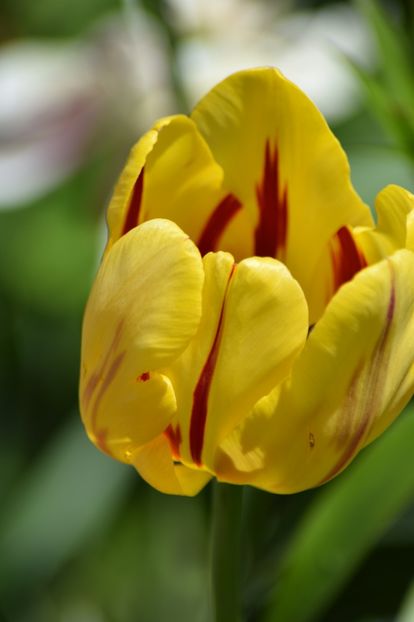  - Simfonia Lalelelor 2019