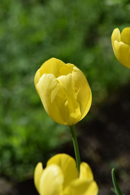  - Simfonia Lalelelor 2019