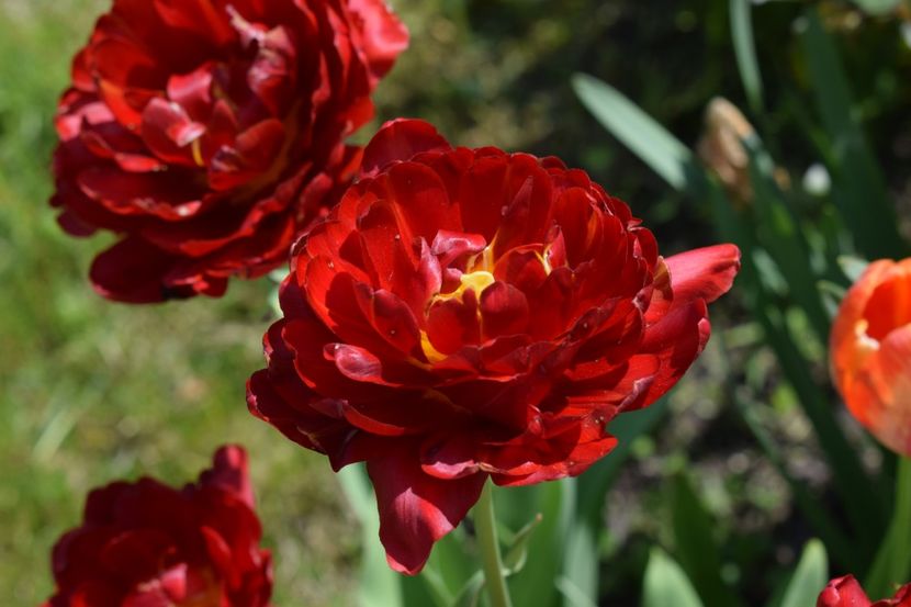  - Simfonia Lalelelor 2019