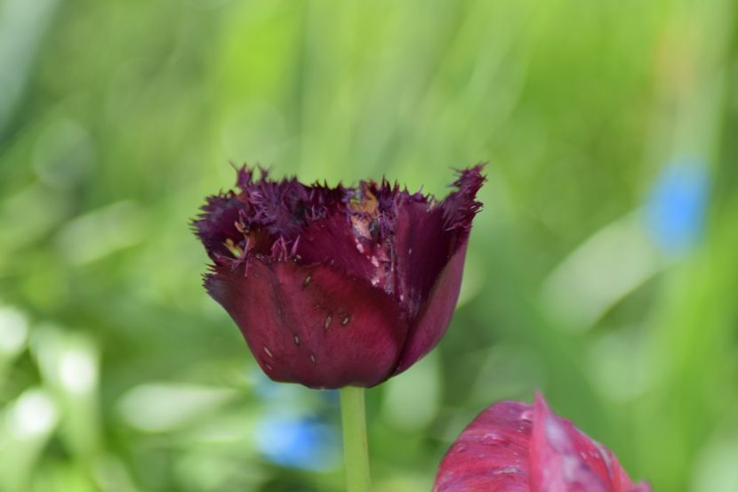  - Simfonia Lalelelor 2019