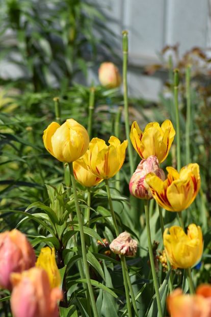  - Simfonia Lalelelor 2019