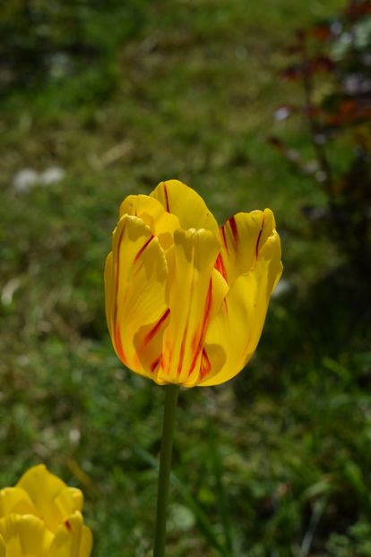  - Simfonia Lalelelor 2019