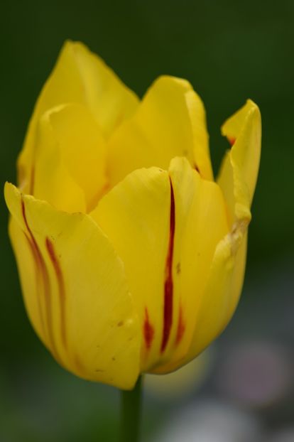  - Simfonia Lalelelor 2019